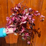 Peperómia (Peperomia caperata) ´CREME BRULEE´ - výška 10-15 cm ⌀ 15-20 cm, kont. C1L